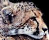 cheetahface.JPG (22903 bytes)
