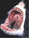 sharkmouth.JPG (47342 bytes)